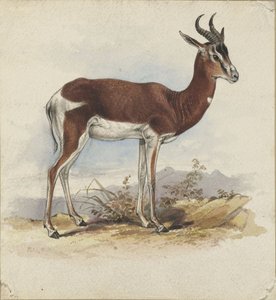 Een antilope